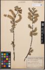 Foto von Salix cinerea L.